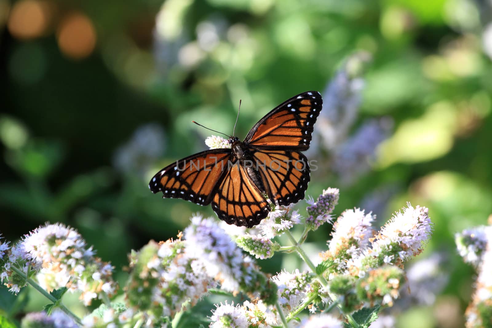 Viceroy Butterfly feeding on mint flower in early morning