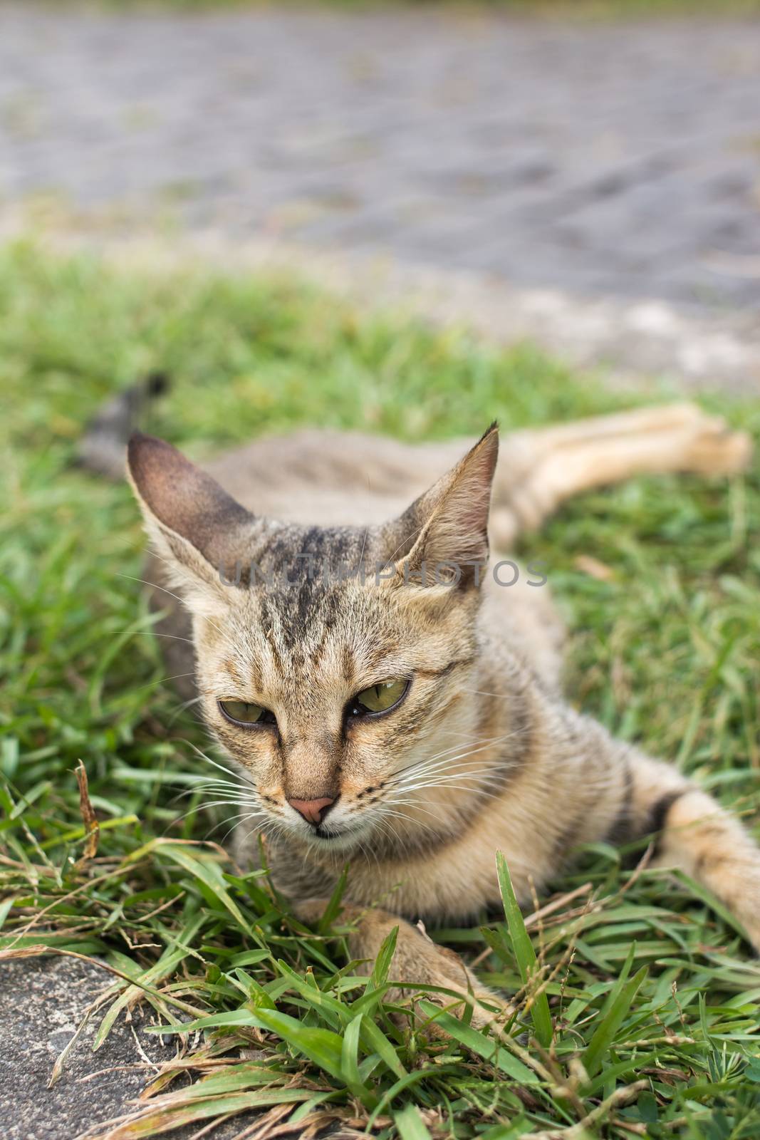 Tabby cat lying on the grass of outdoor in the cat village of Houtong, Taiwan.