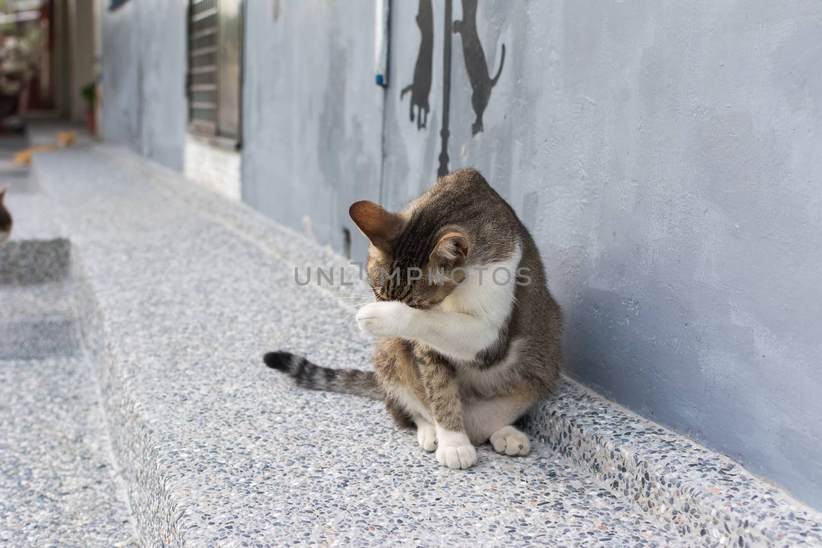 Cat washing itself face. by elwynn