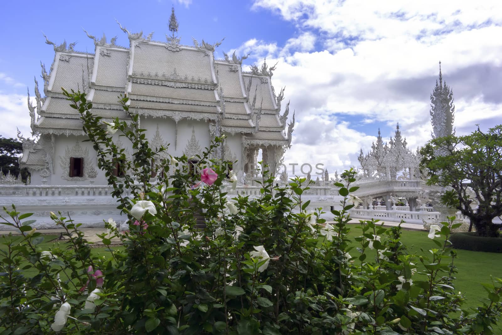 Hibiscus Bush with Flowers in White Temple.