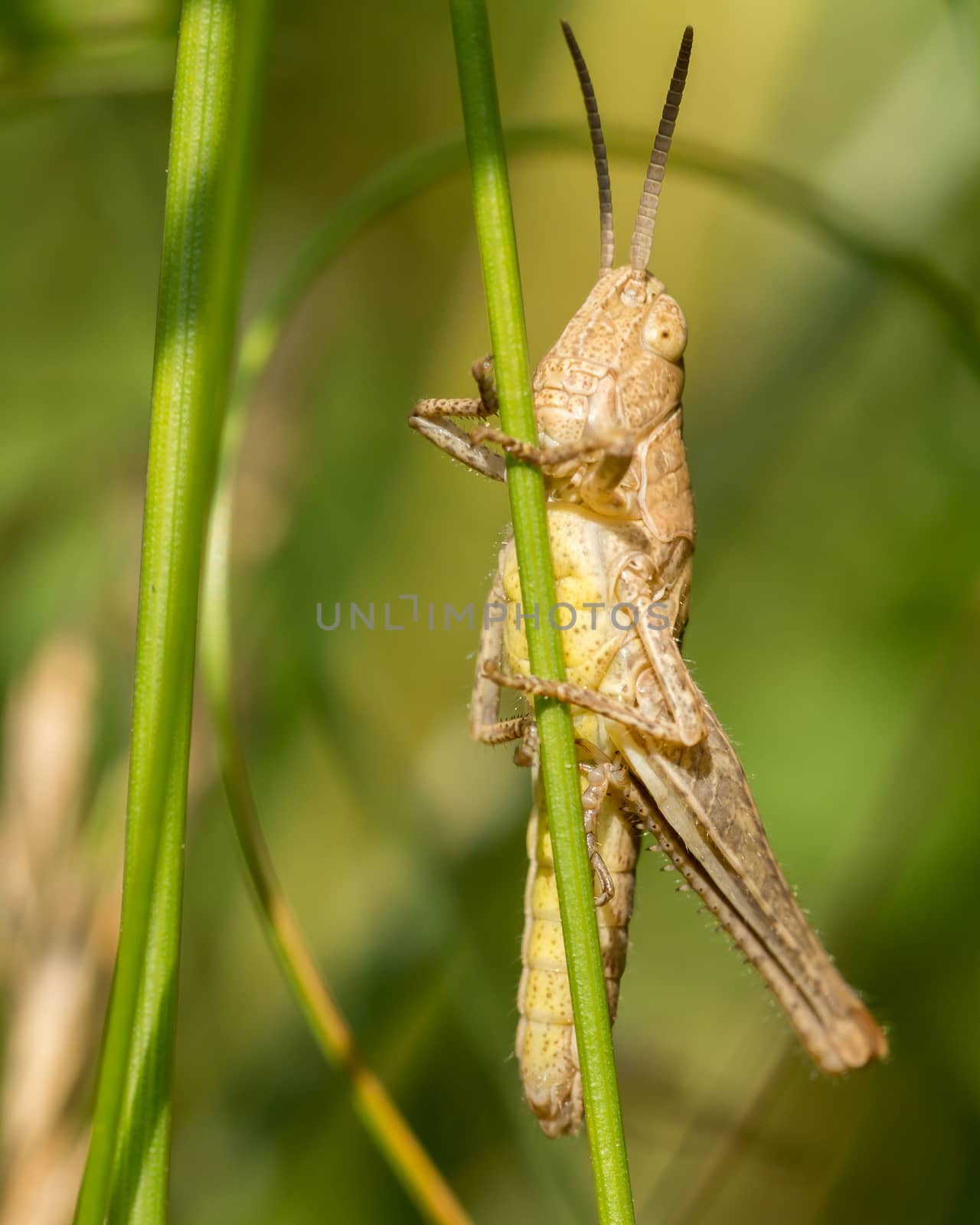 Light brown colored grasshopper resting on a blade of grass
