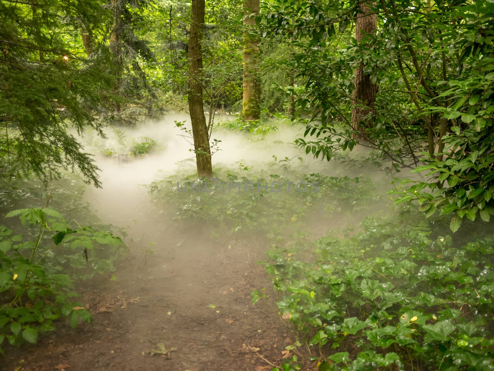 Low hanging fog in a forest area