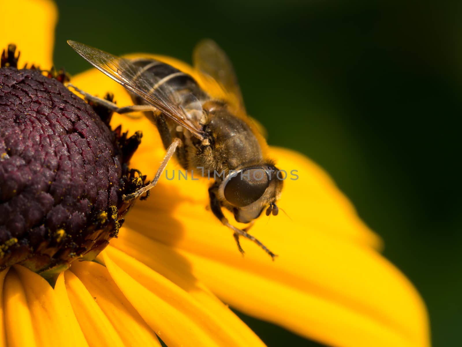 Wasp resting on yellow cone flower