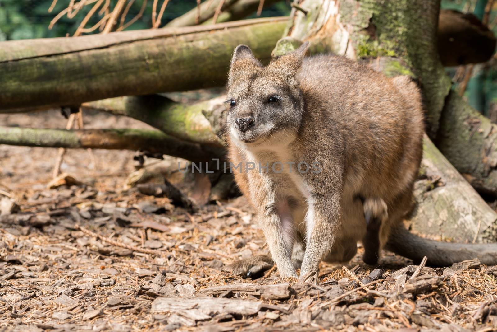 Small red necked wallaby in forest