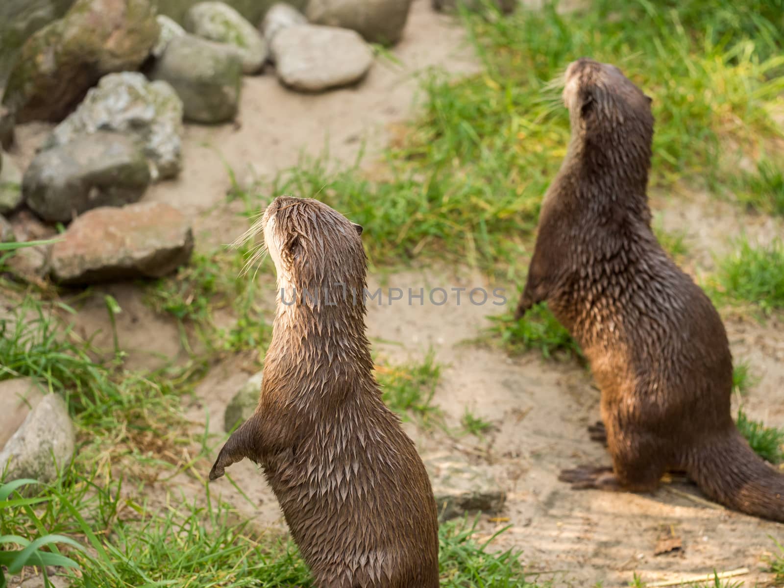 Asian Small-Clawed Otter standing by frankhoekzema