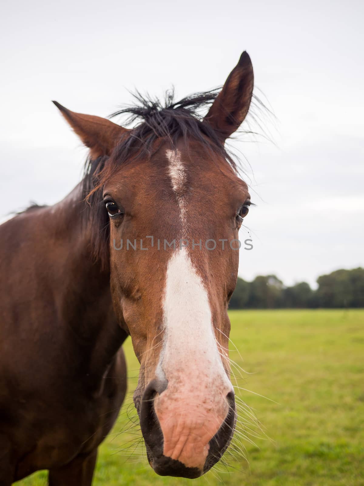 Close portrait of brown horse in meadow