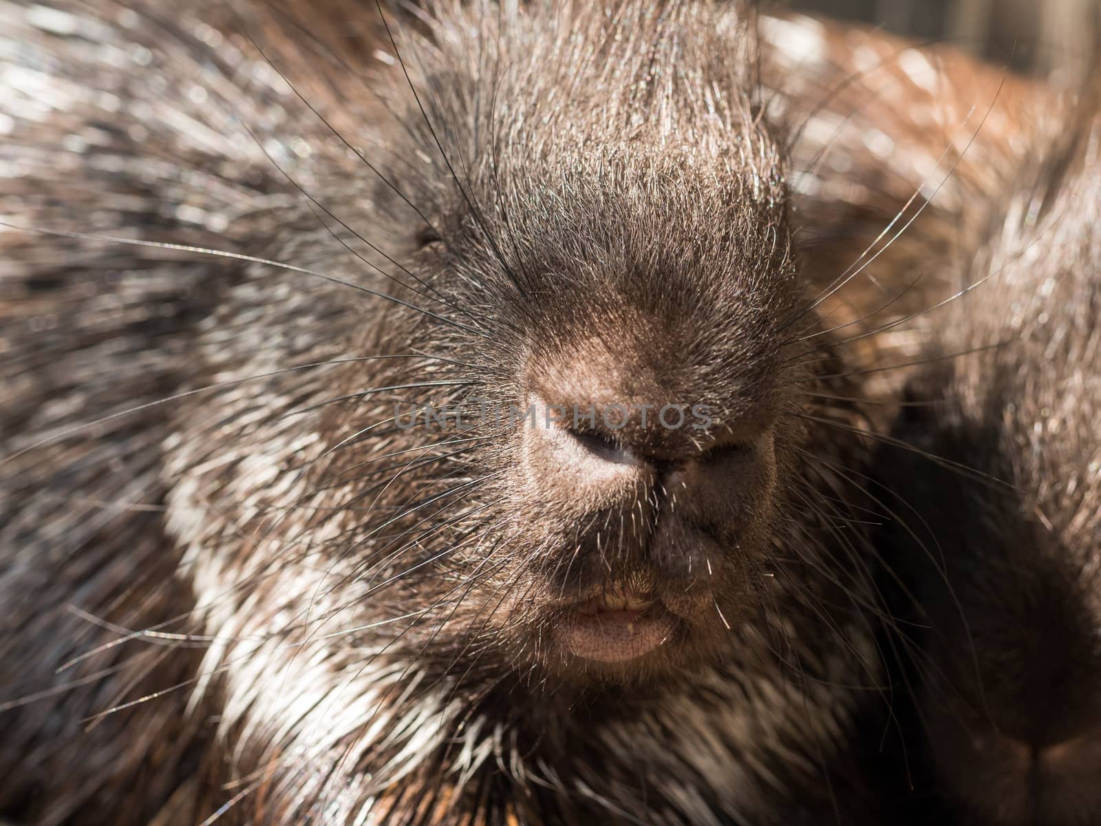 Closeup facial shot of the malayan porcupine