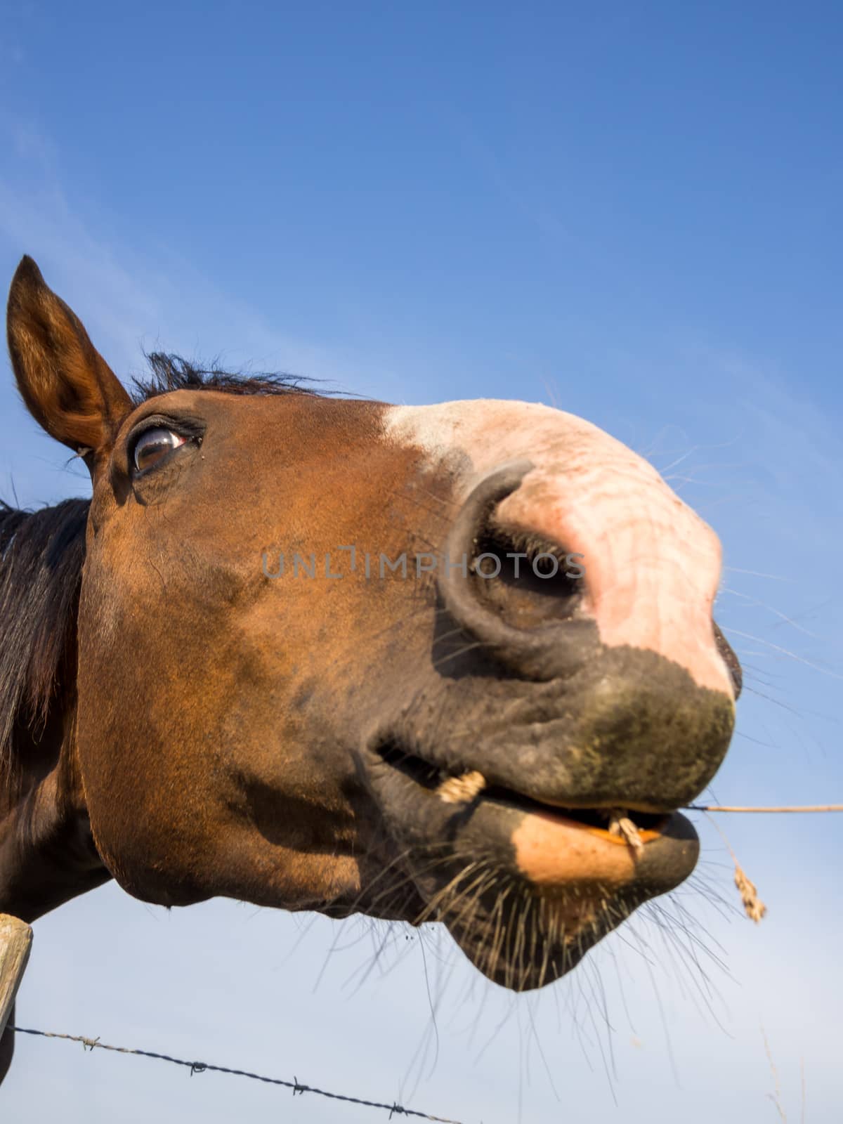 funny portrait of brown horse by frankhoekzema