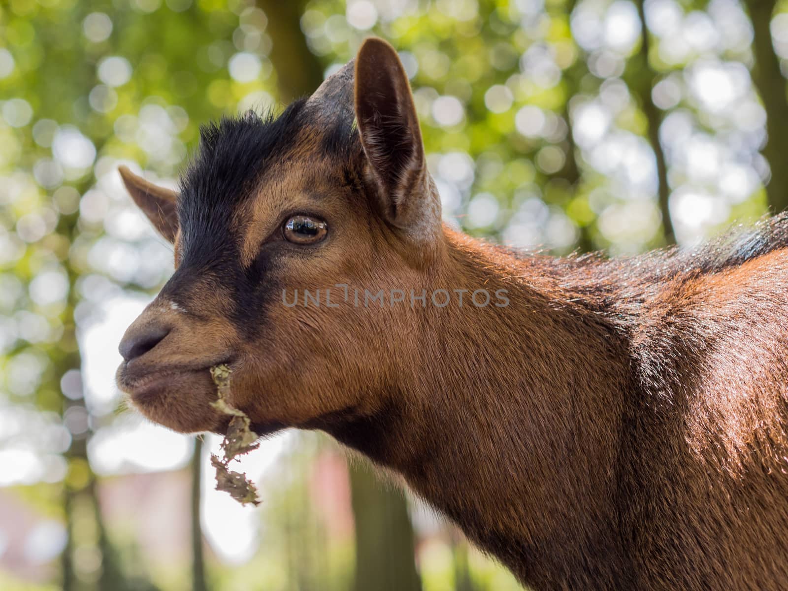 Brown young goat portrait by frankhoekzema