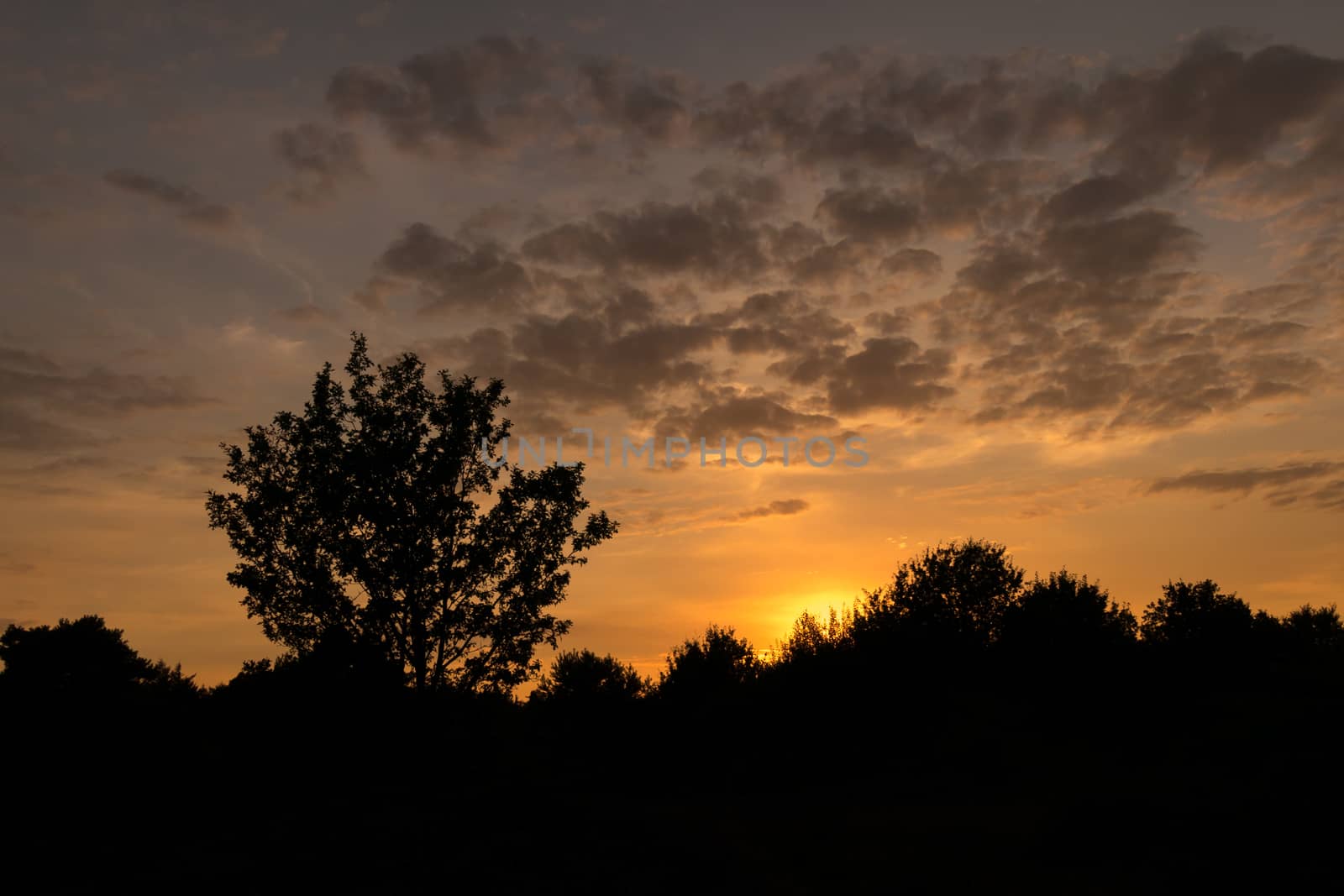 Silhouette of tree under sunset cloudscape by frankhoekzema