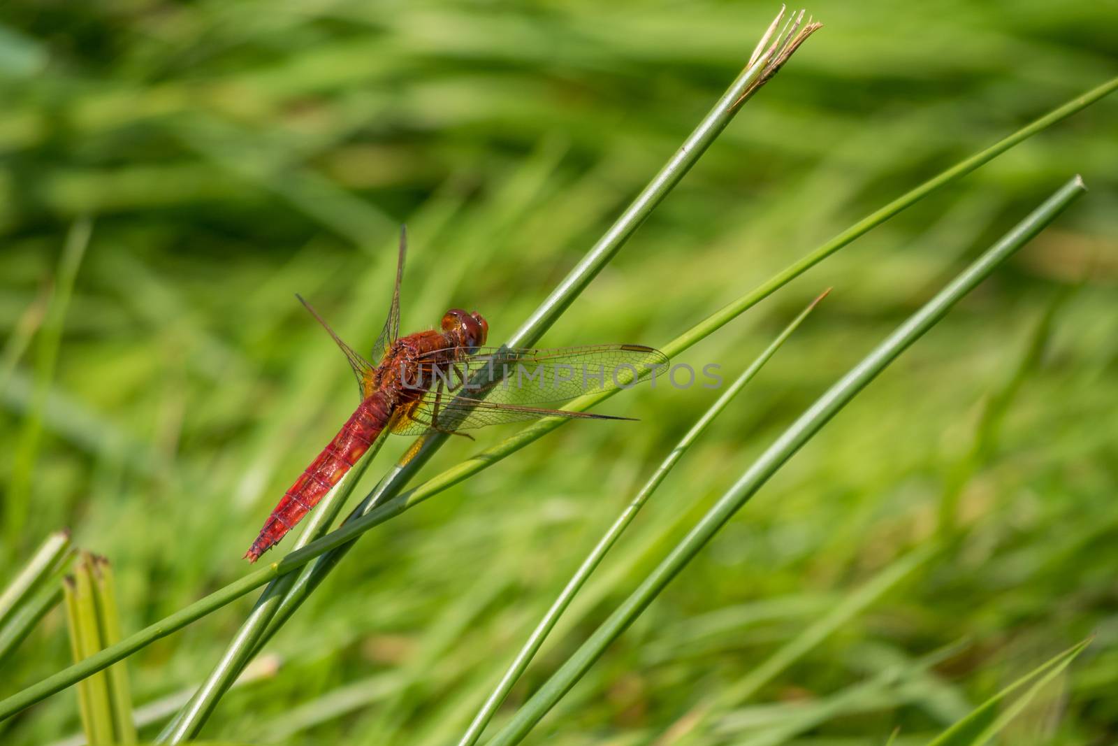 Red dragonfly on blade of grass by frankhoekzema
