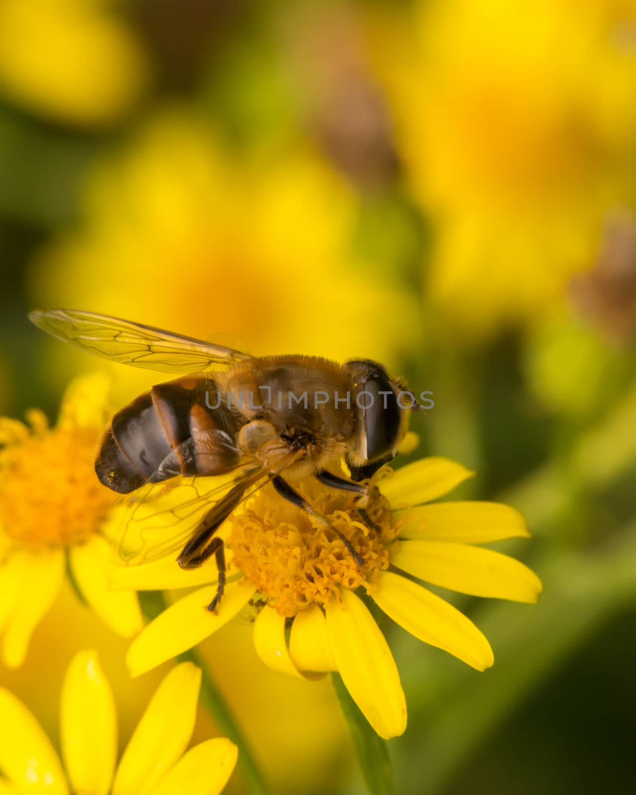 Wasp resting on yellow flower by frankhoekzema