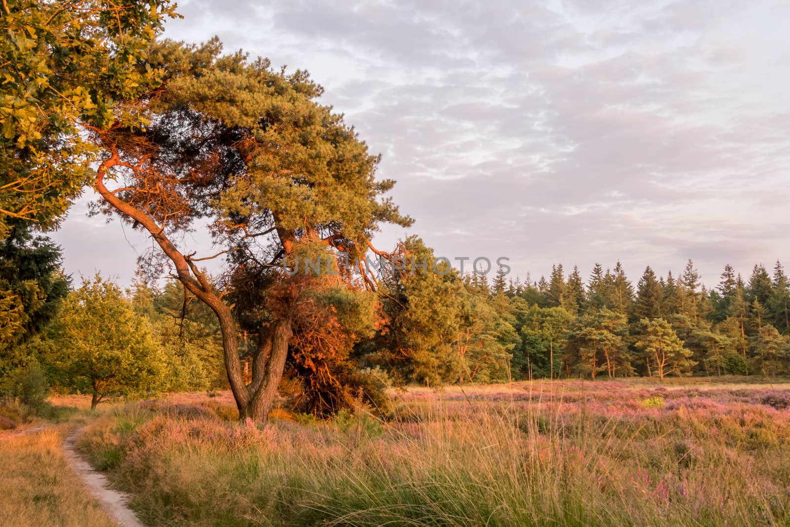 Tree overhanging path by field of heather in sunset light