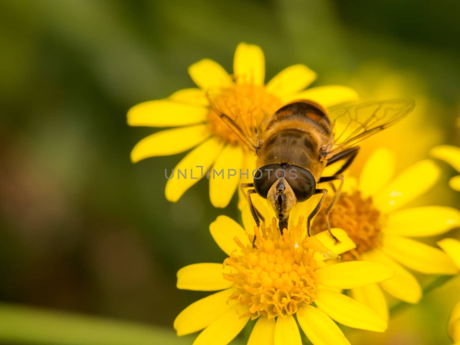 Wasp faces camera sitting on three yellow flowers