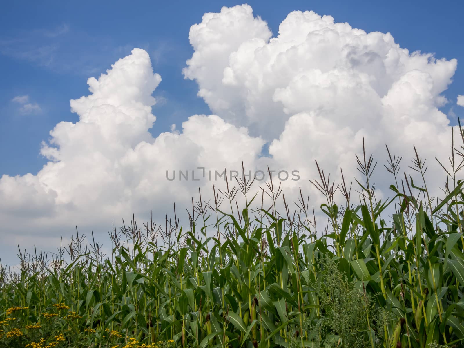 Big white cloud above cornfield by frankhoekzema