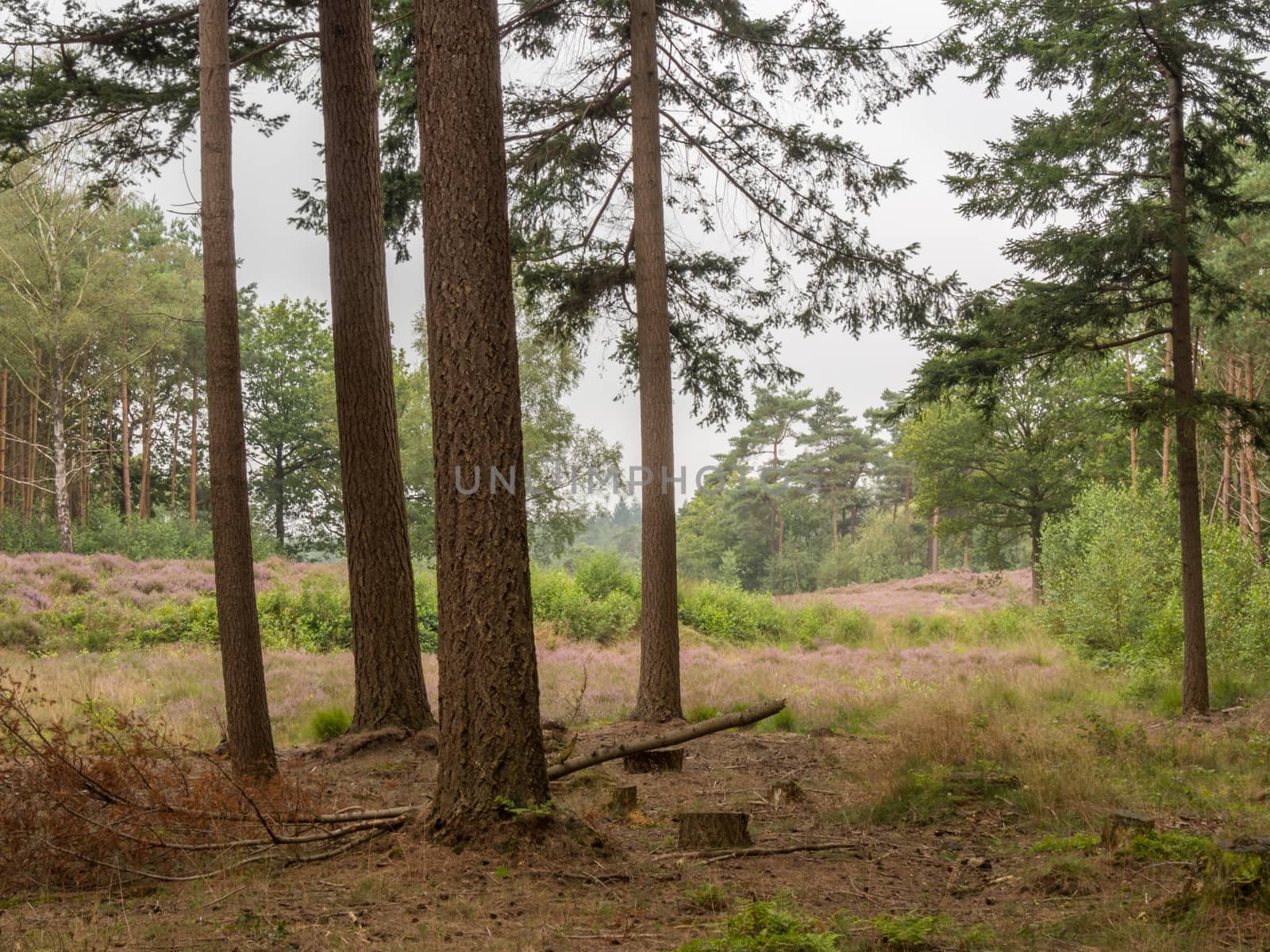 Looking from the forest past some trees at dutch heathland