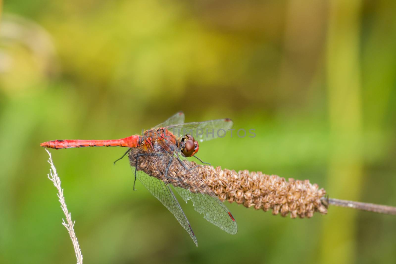 Closeup of a red dragonfly on a stem