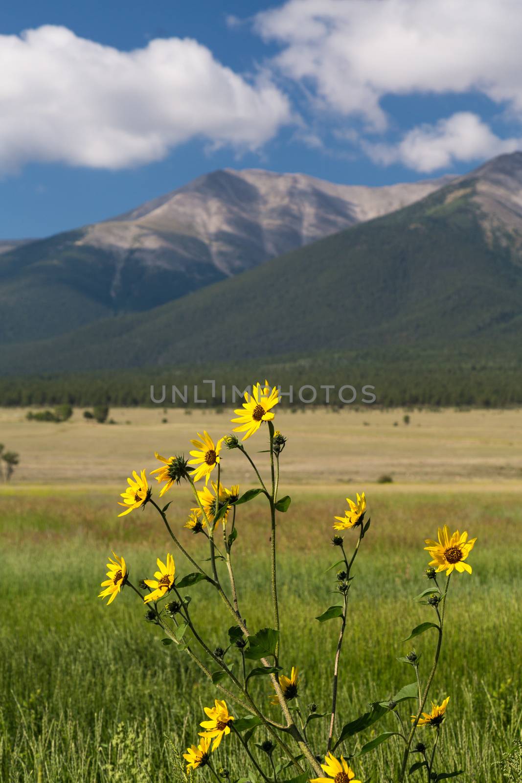 Yellow flowers and farmland frame Mount Princeton near Buena Vista Colorado