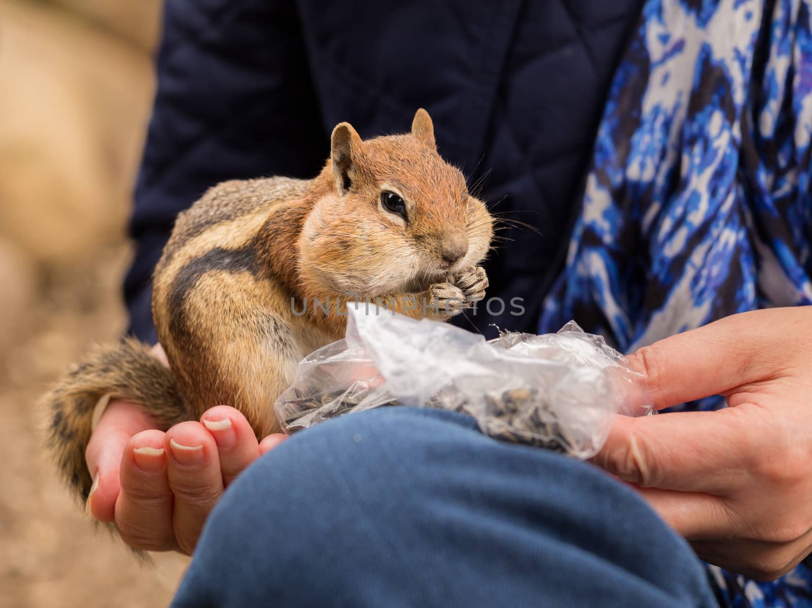Cute tame and friendly chipmunk in hand of lady as she feeds him seeds and nuts from a plastic bag