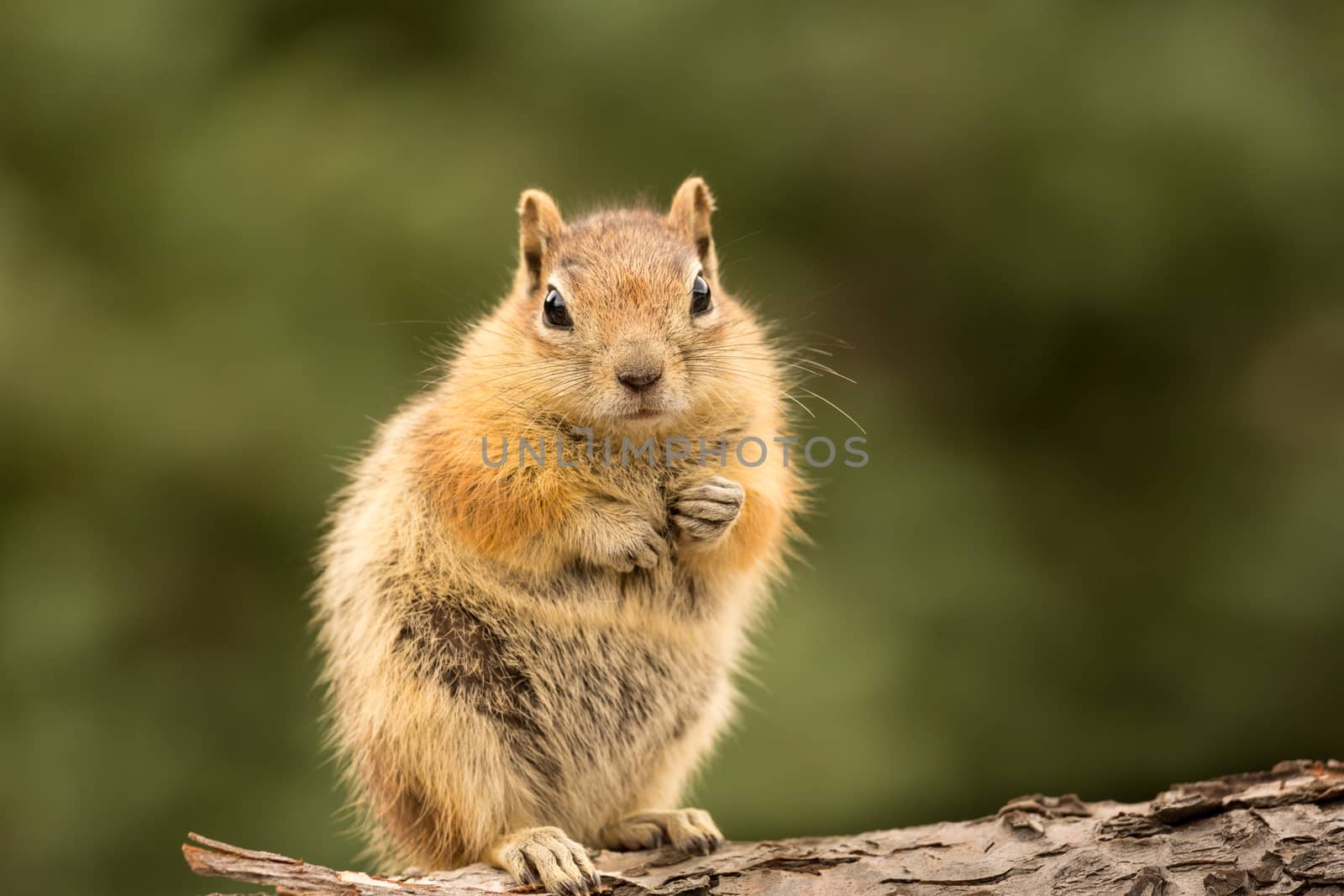 Cute tame and friendly chipmunk posing for camera with a quizzical expression