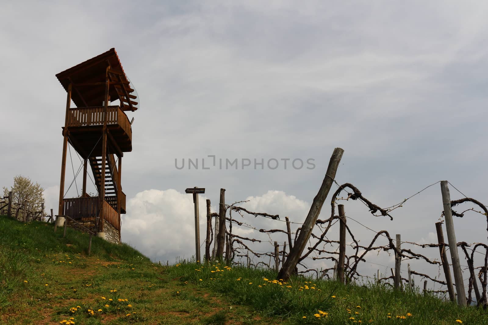Vineyard Landscape in Styria Austria