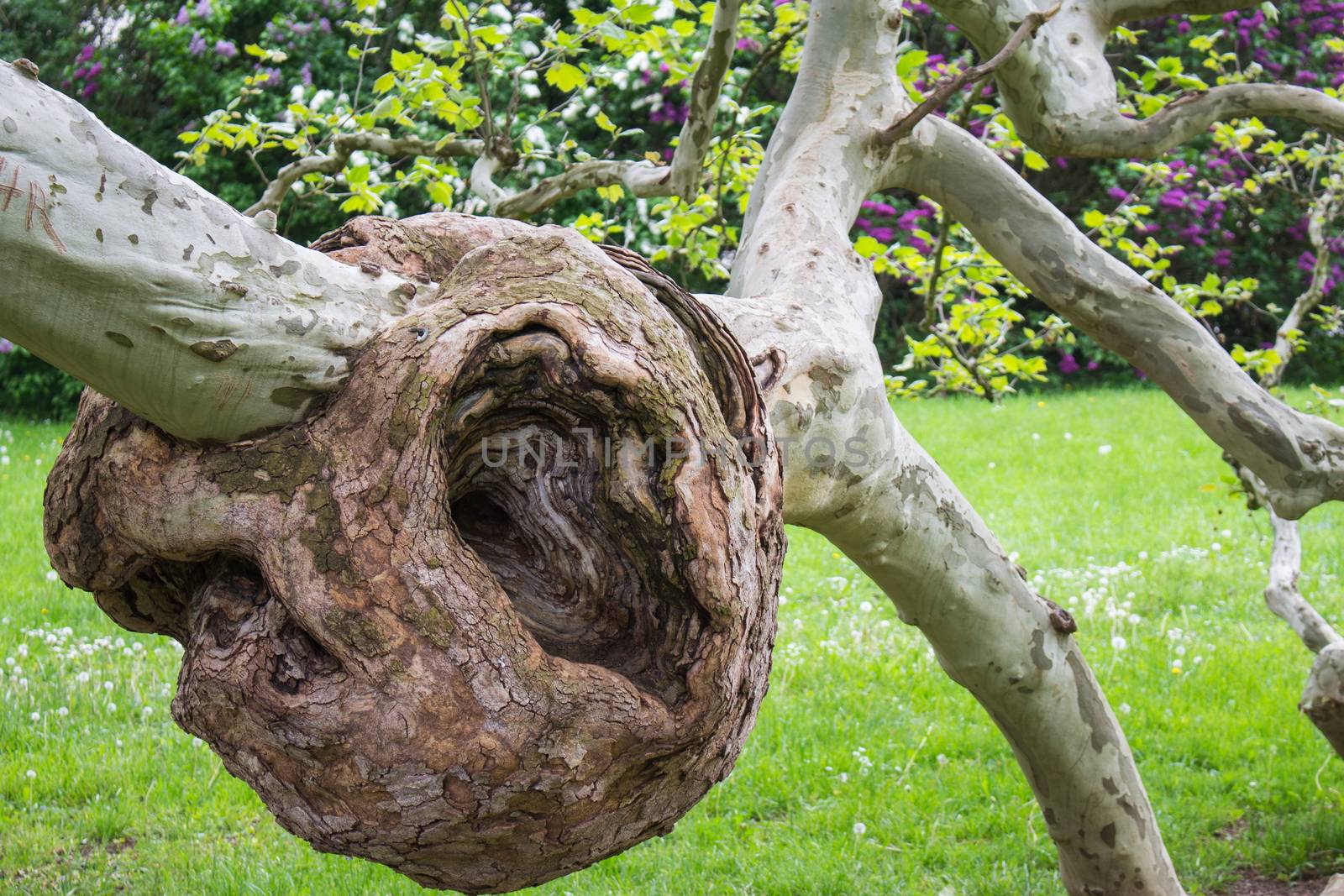 Burl on a tree,Freak of nature