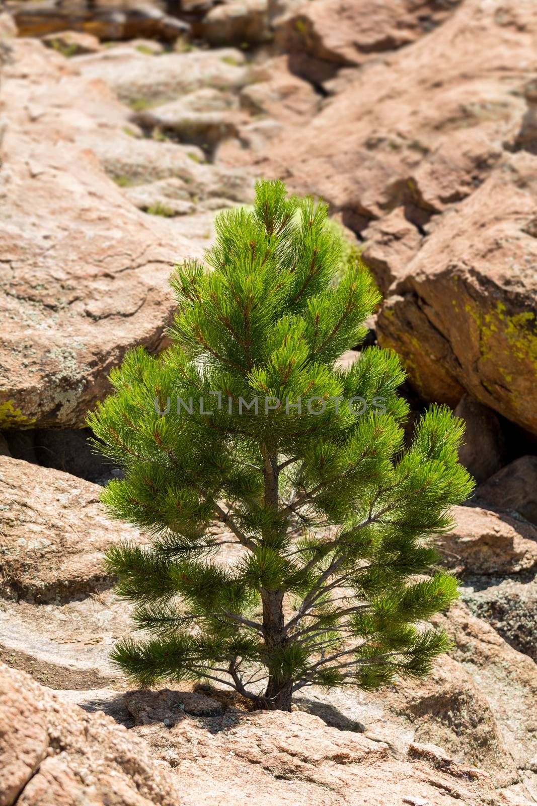 Small young ponderosa pine tree grows from rocky plateau by Turtle Rocks near Buena Vista Colorado, famous for climbing