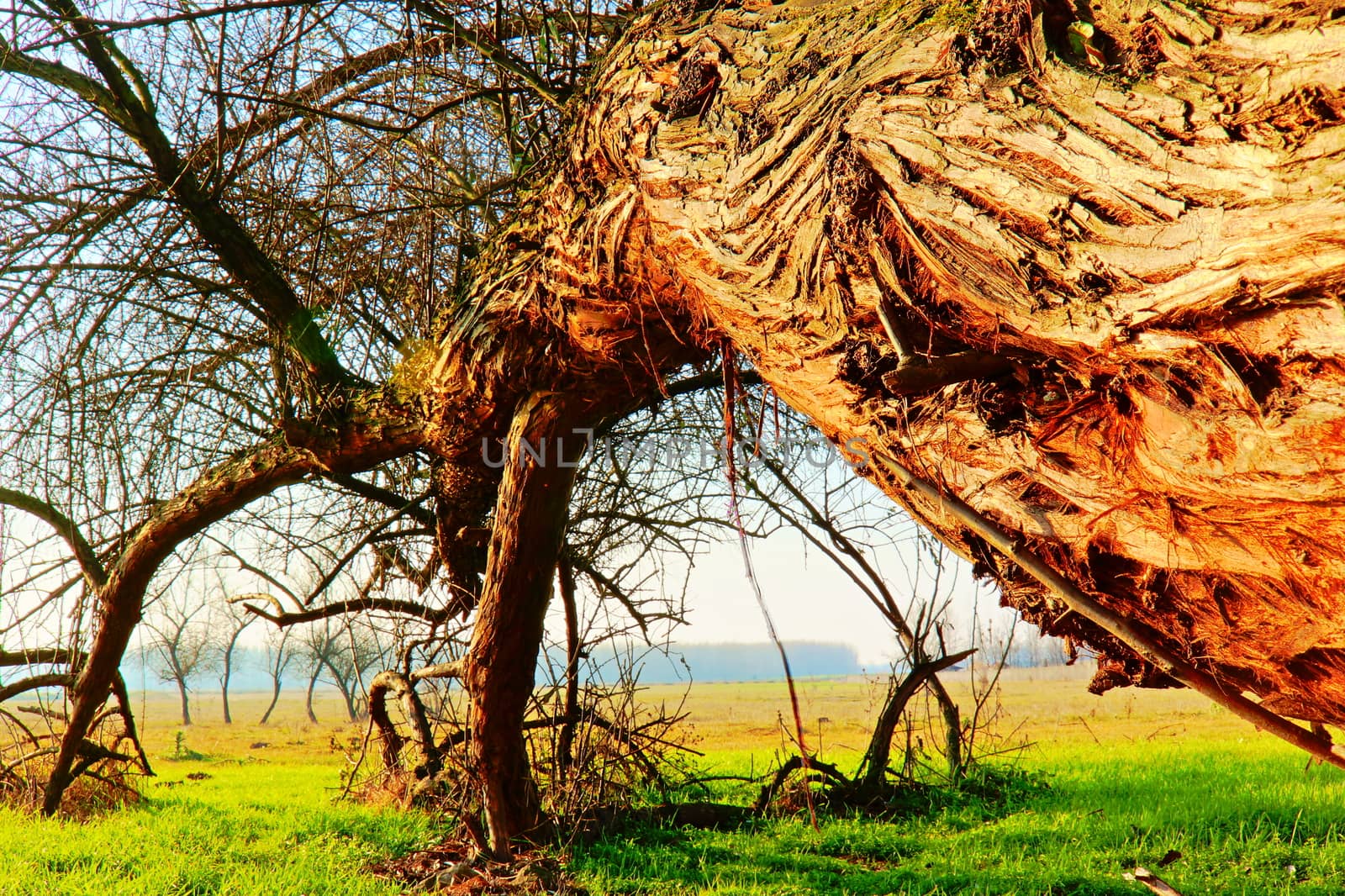 The Leaning Tree  in the Puszta