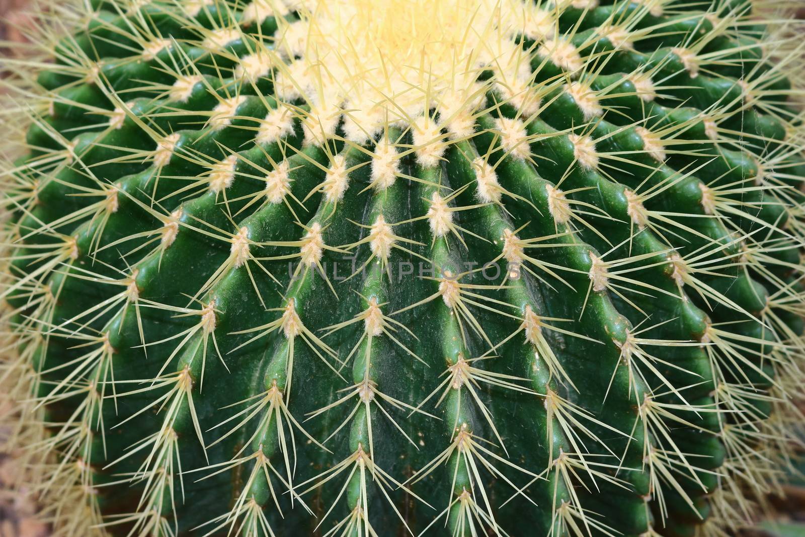 Cactus Plant by robertboss