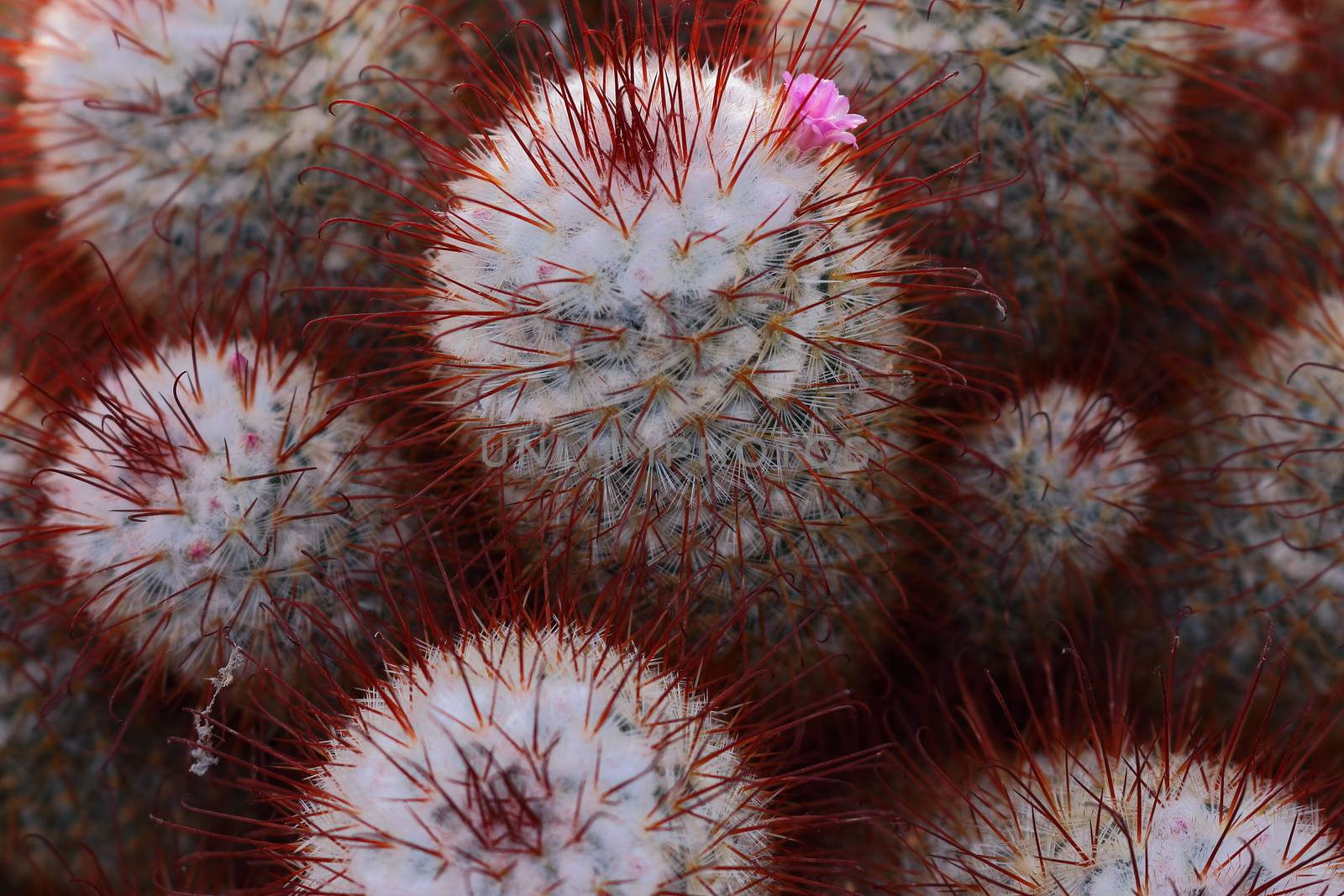 Extreme Close Up Shot Of Cactus Plant 