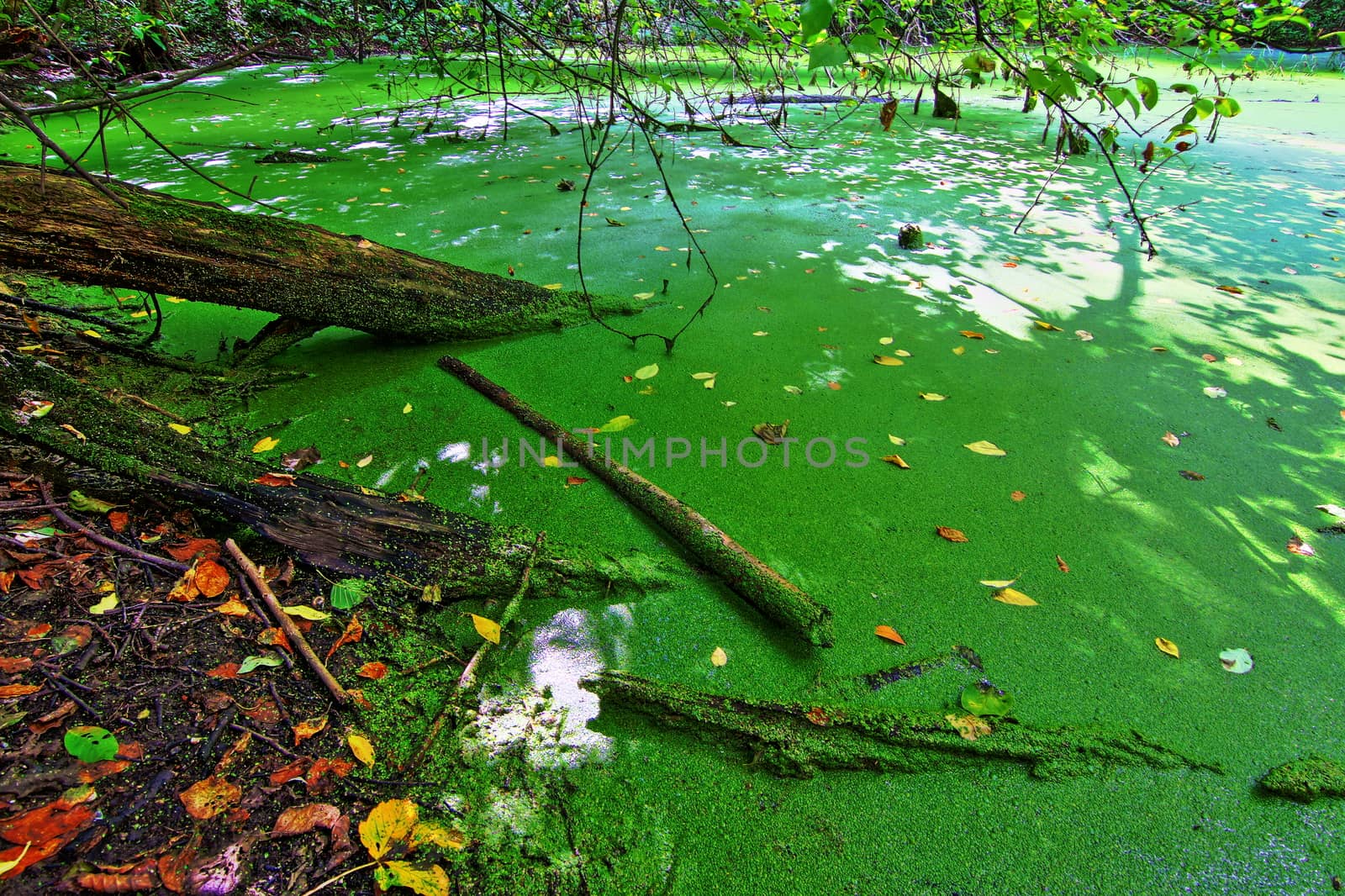 An other world, full of greenery