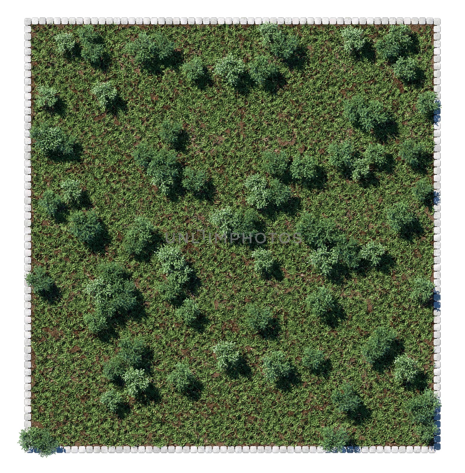 Park trees and glade view from above. Square composition isolated