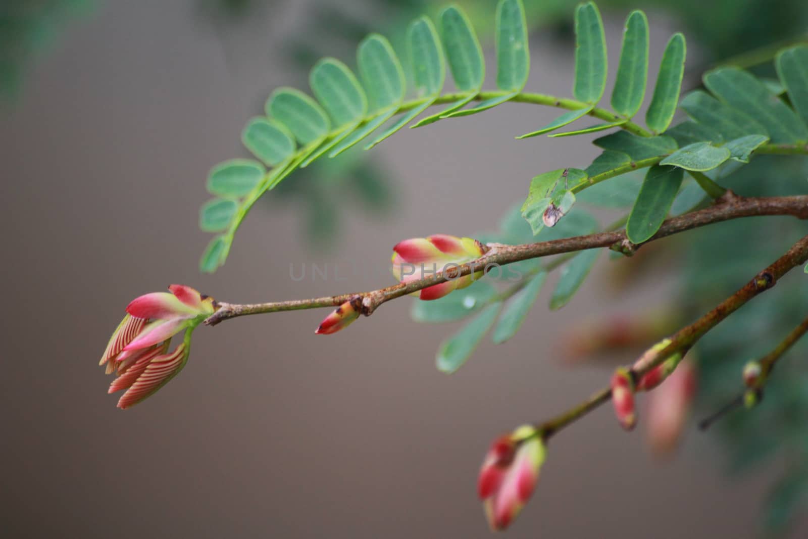 There are flowers of tamarind and tamarind leaves.