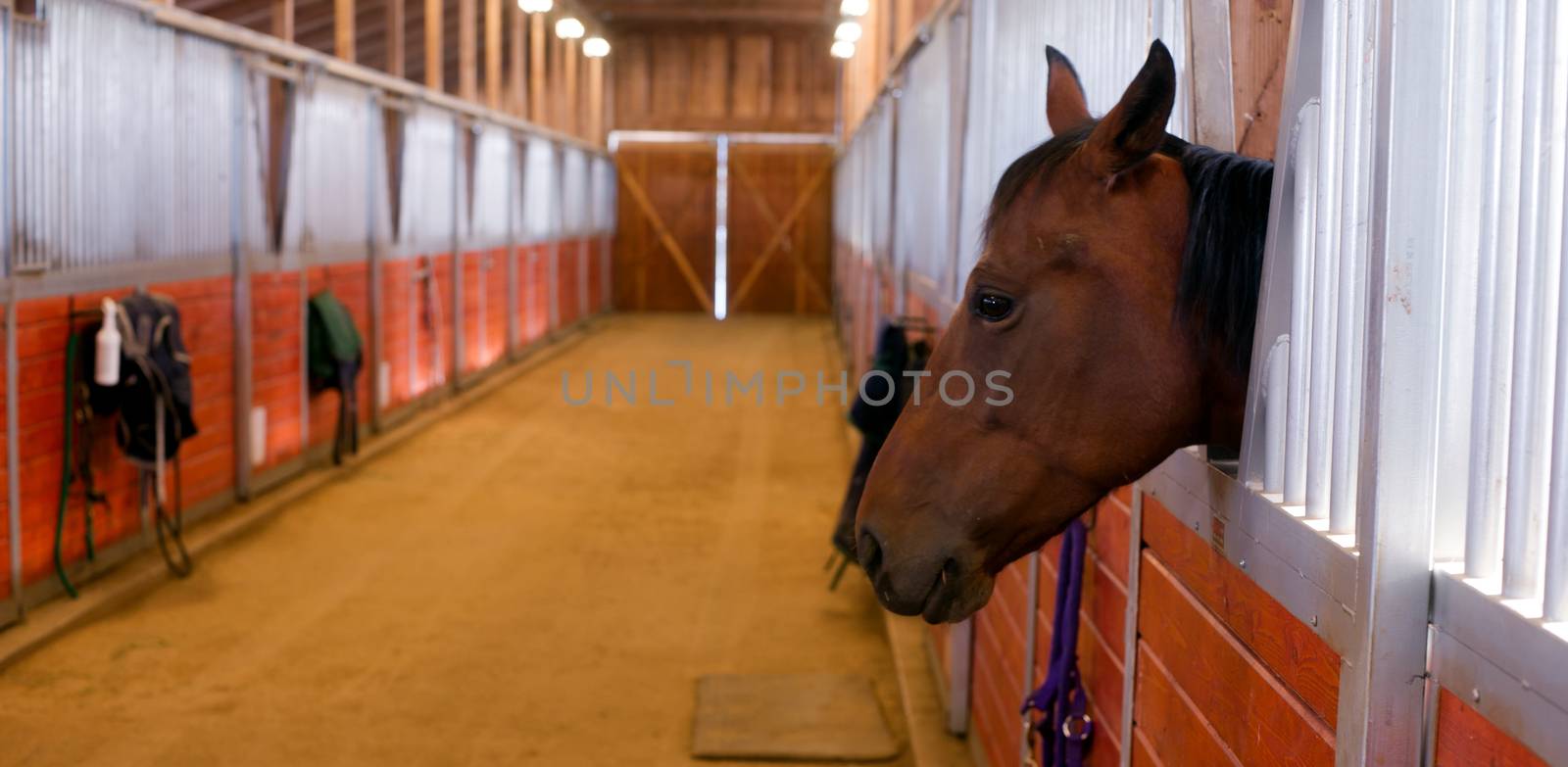 Horse looks out at the equestrian stables after eating