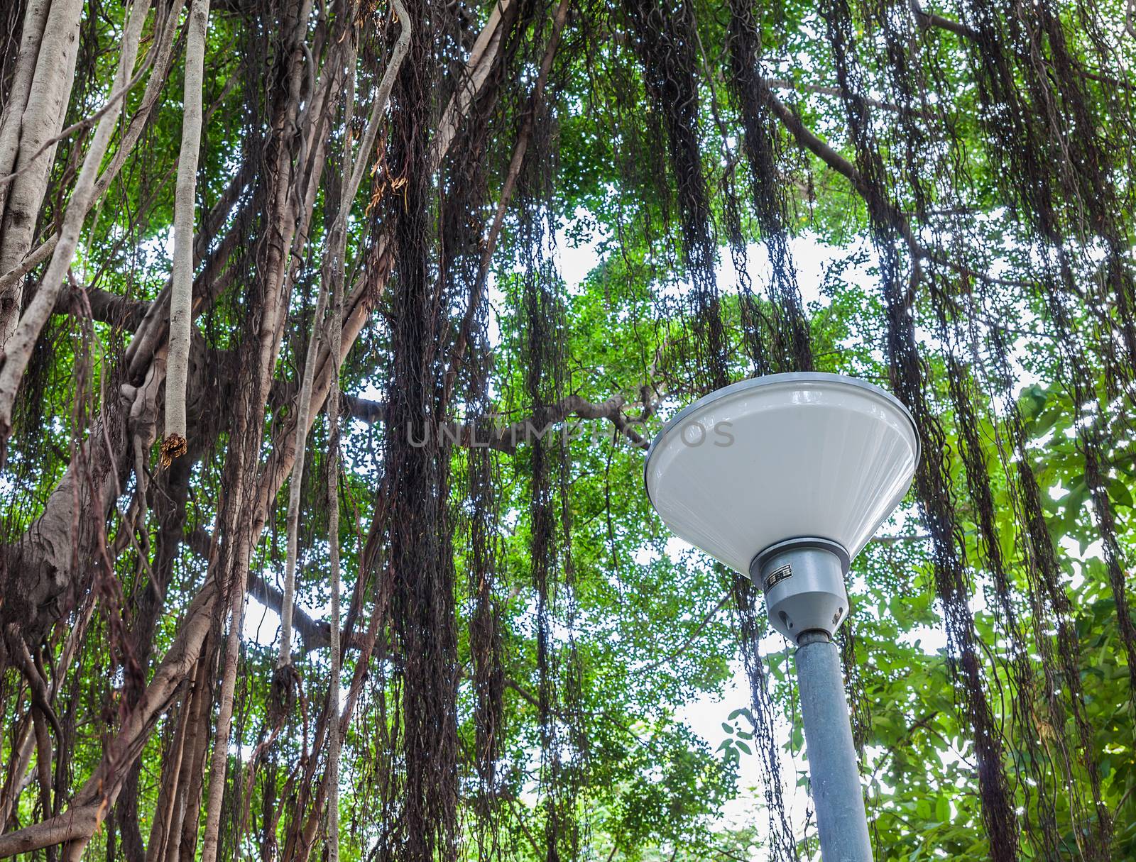 Lamp pillar under Branch of a banyan tree with long vine from top to ground