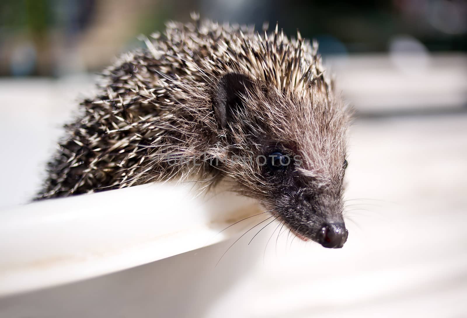 Muzzle Eurasian hedgehog on light background closeup