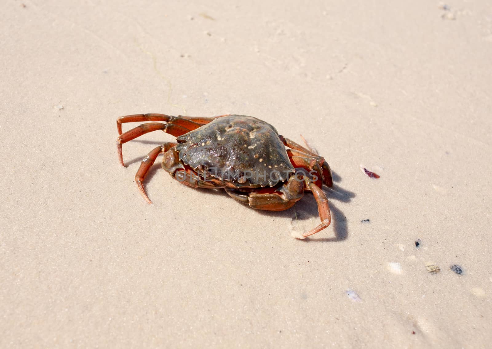 Marine crab on a background of yellow sand summer sunny day