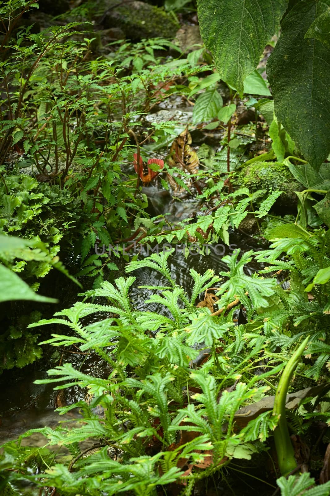 Small brook surrounded by lush vegetation in cloud forest in Ecuador close to the small town of Rio Verde (Selective Focus, Focus one third into the image)