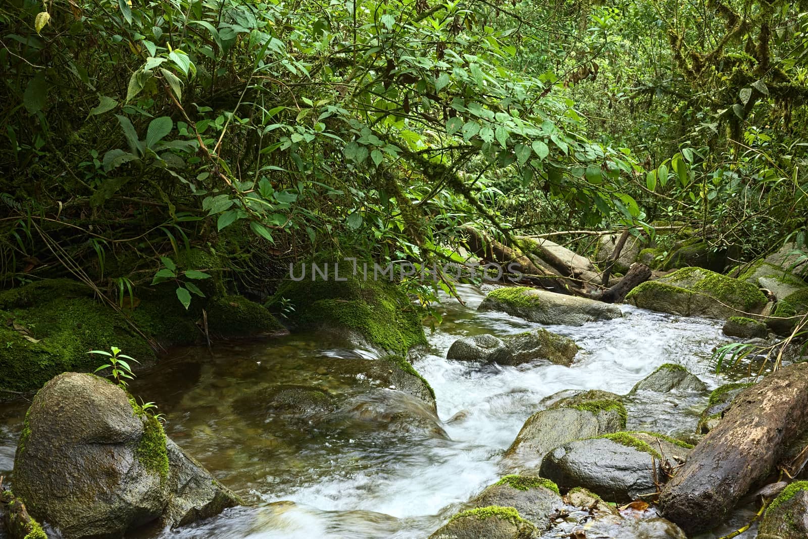 Small brook surrounded by rocks and lush vegetation in cloud forest in Ecuador close to the small town of Rio Verde
