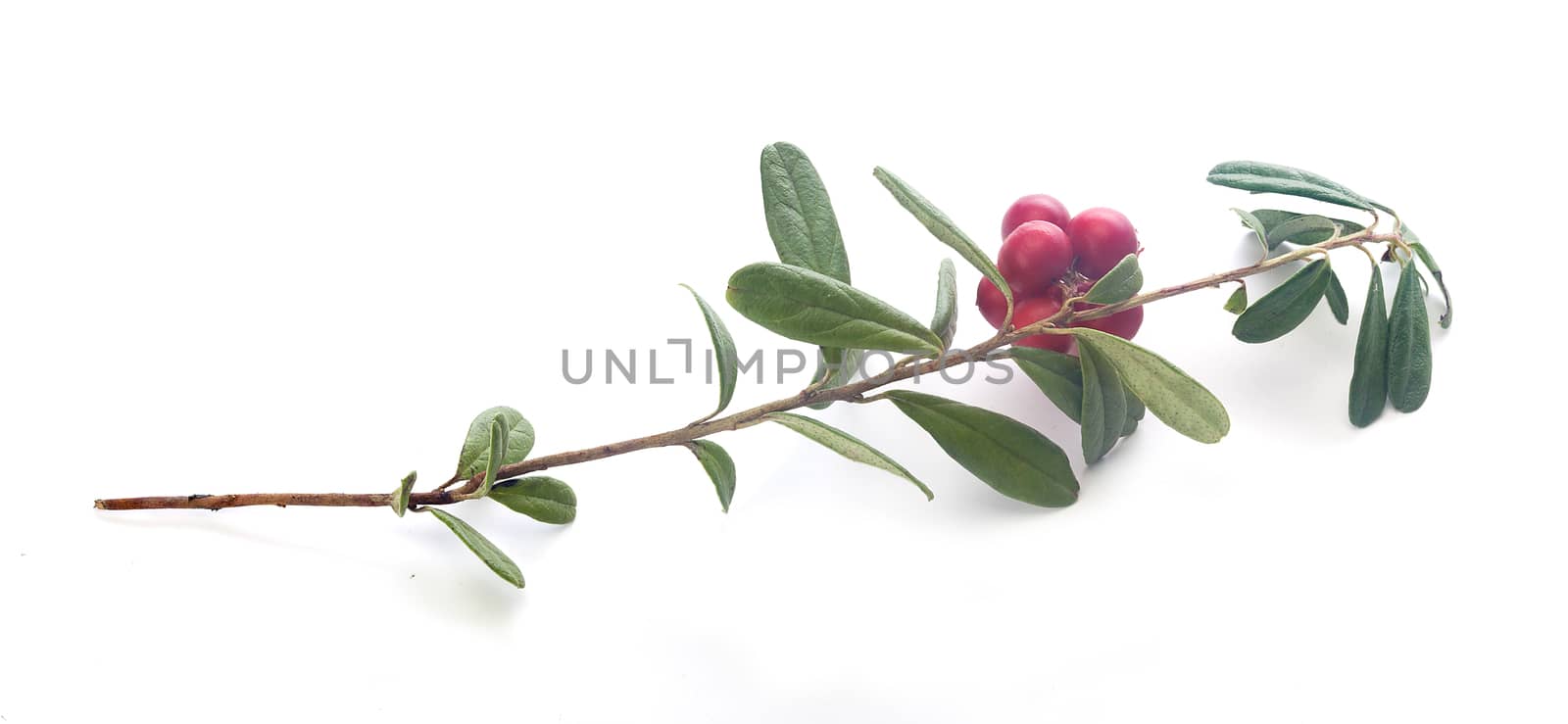 Isolated branch of red whortleberry on the white background