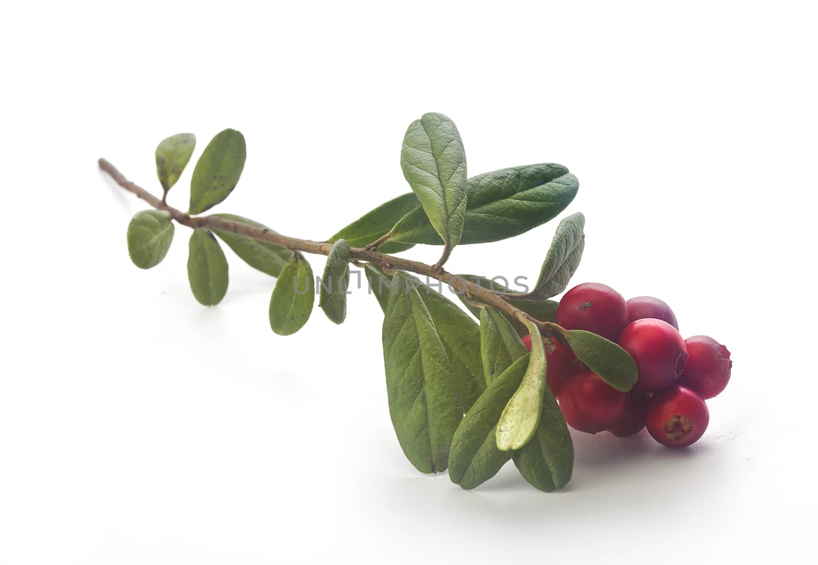 Isolated branch of red whortleberry on the white background