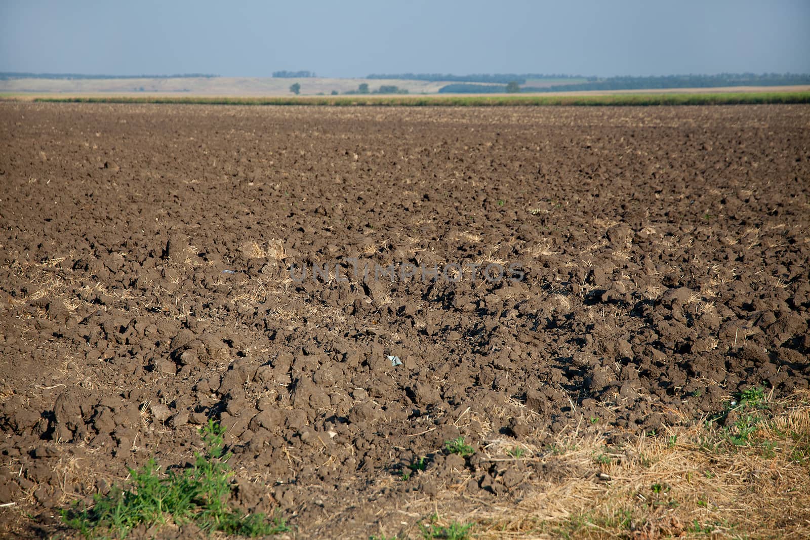 Field by Angorius