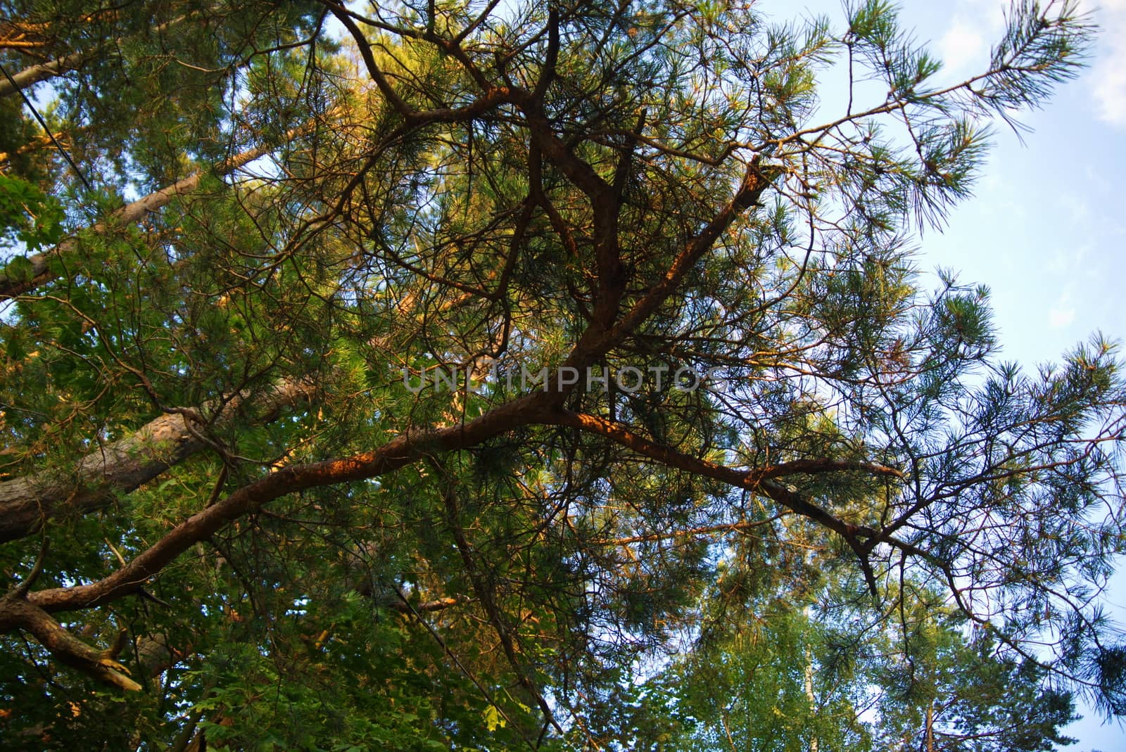 Green branches of a pine the blue sky.