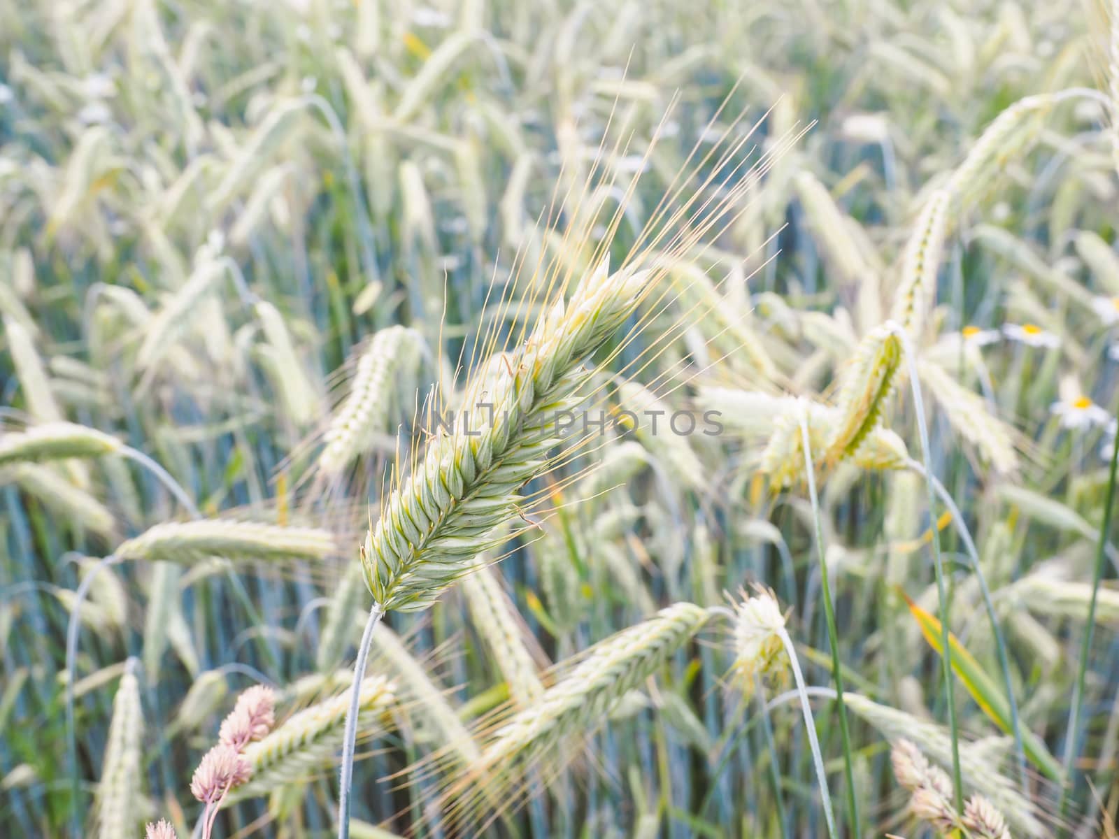 Whole green barley grain in a field by Arvebettum