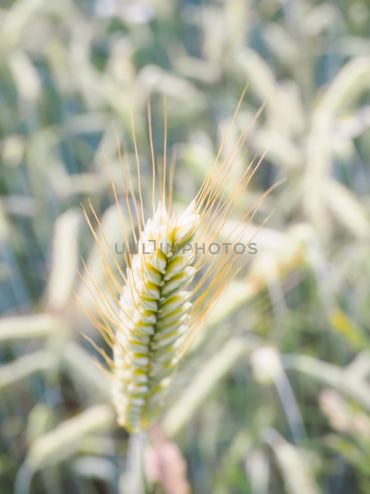 Whole green barley grain in a field