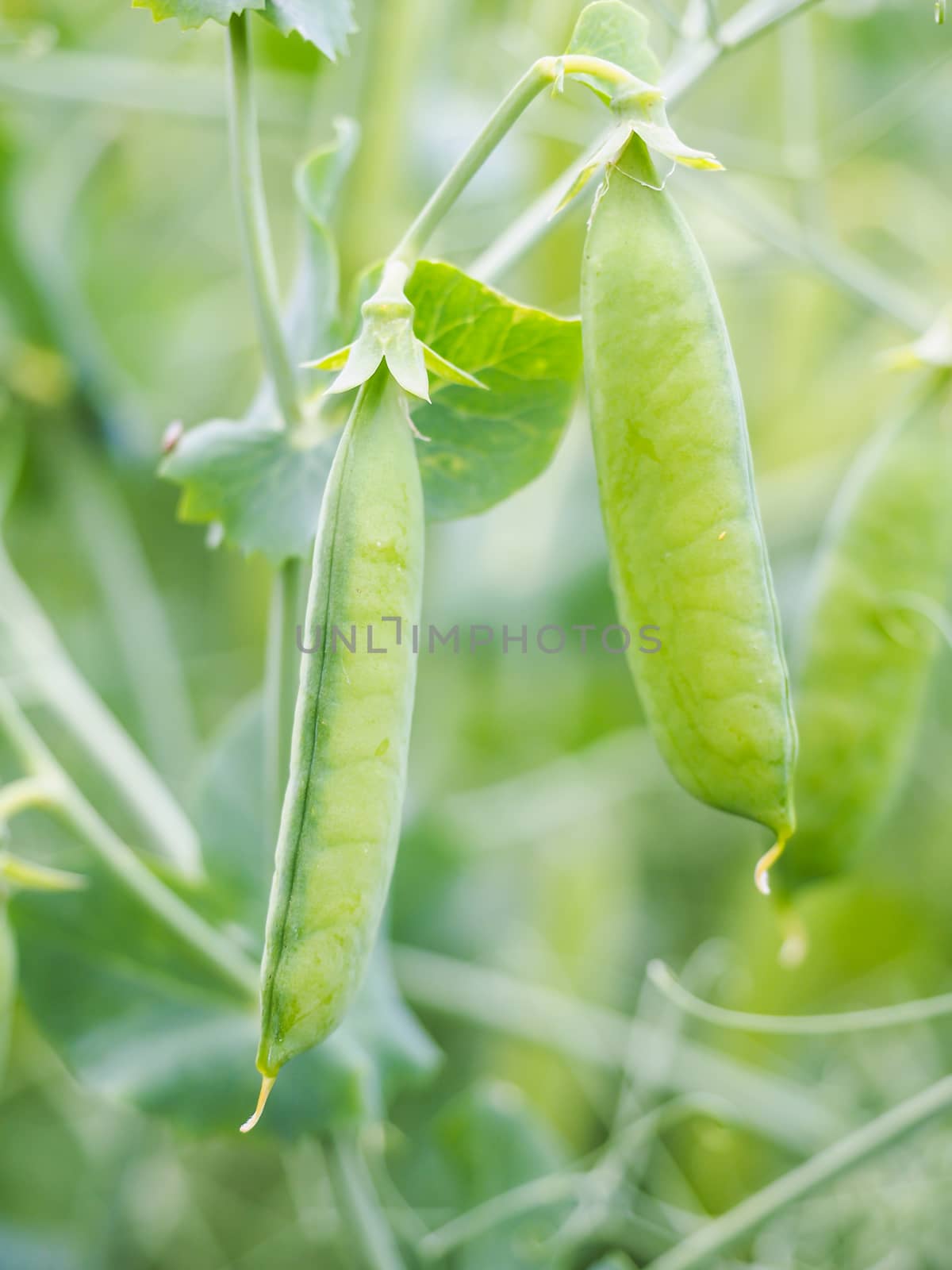 Seed pods of garden peas, pisum sativum, right before harvesting by Arvebettum