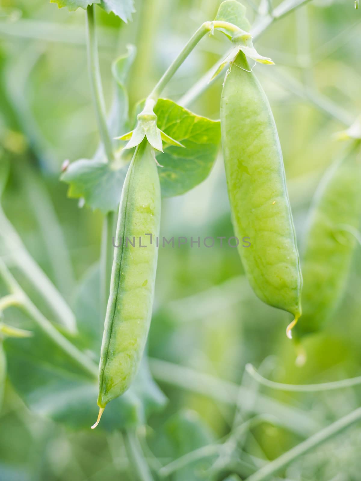 Seed pods of garden peas, pisum sativum, right before harvesting