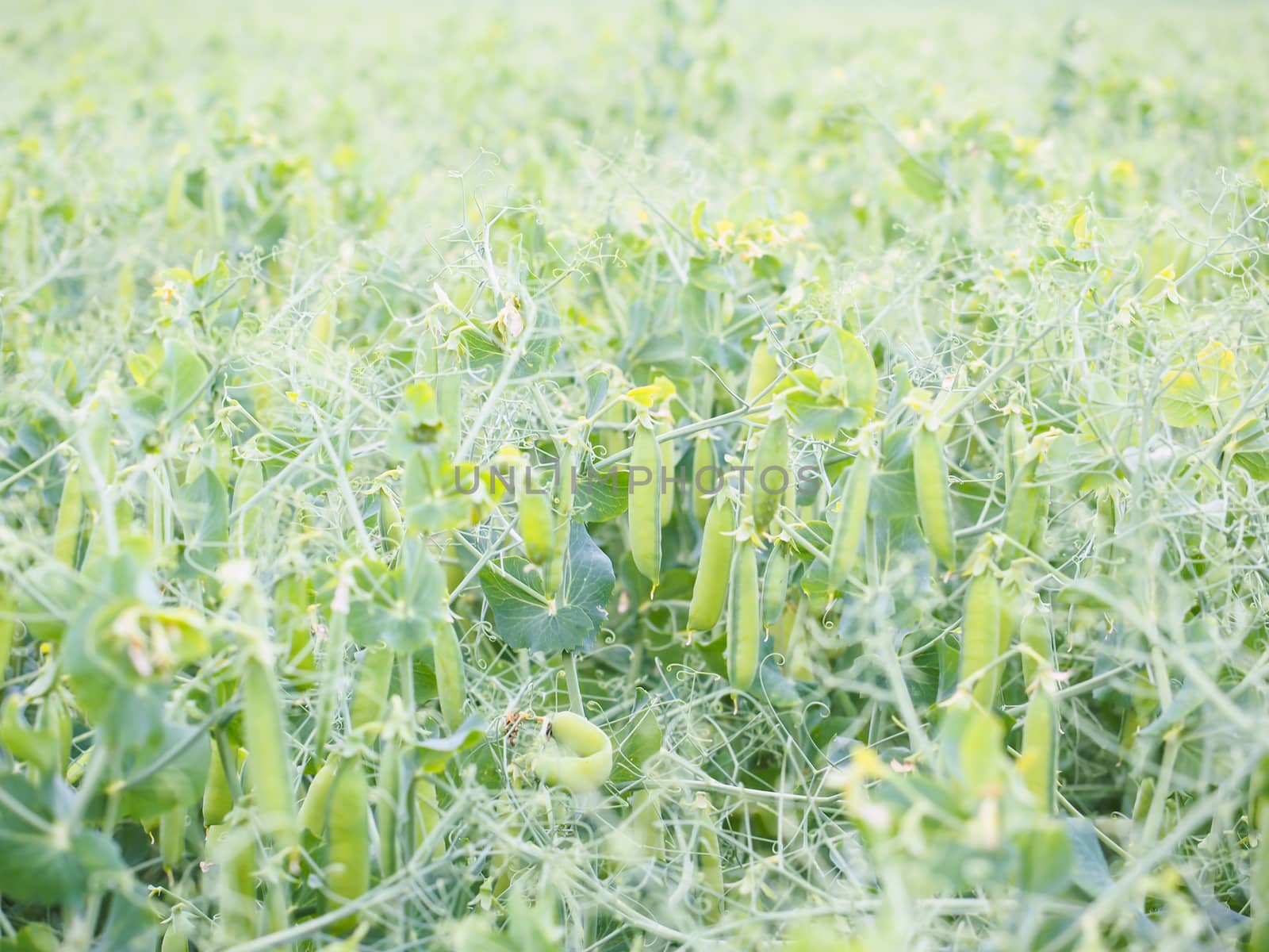 Seed pods of garden peas, pisum sativum, right before harvesting by Arvebettum