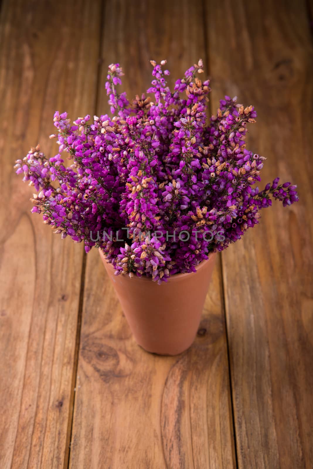 Purple and viola heather flowers on wooden table in ceramic pot