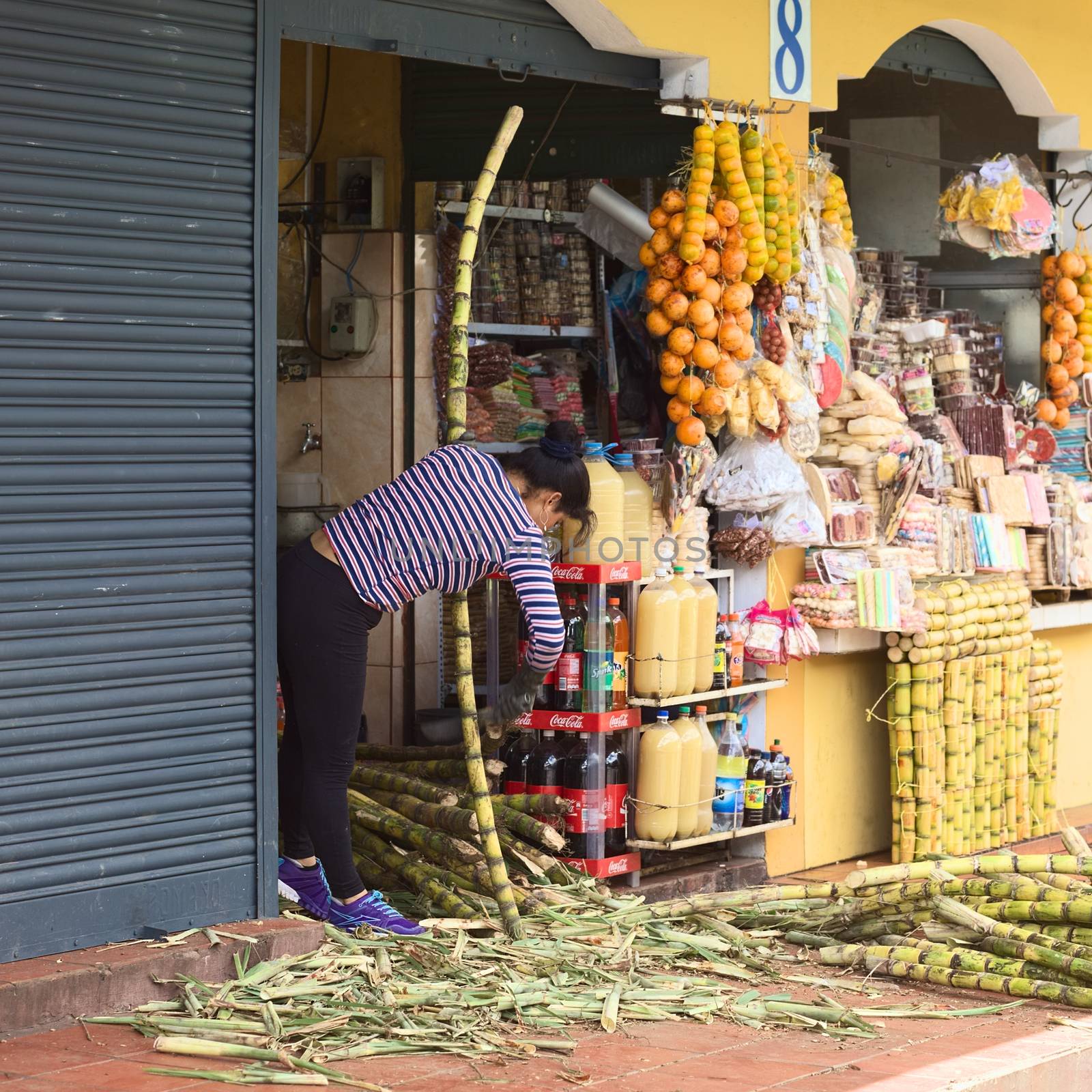 BANOS, ECUADOR - FEBRUARY 26, 2014: Unidentified woman cutting off the leaves from a sugarcane at a small shop on February 26, 2014 in Banos, Ecuador. At the small shops in Banos sugarcane is being offered fresh and raw for eating (it is very juicy and sweet) or is being pressed and the juice is being sold. 